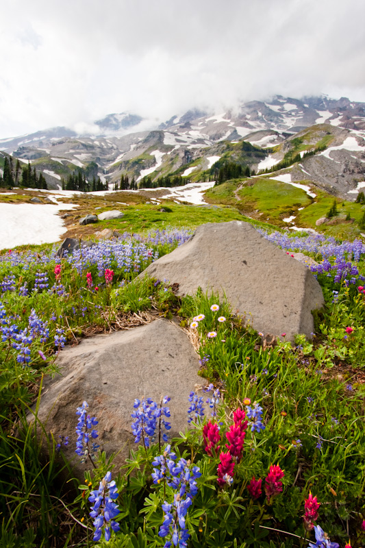 Wildflowers And Mount Rainier